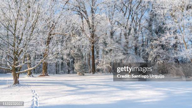 trees covered in frost in tervuren park - panorama brussels fotografías e imágenes de stock