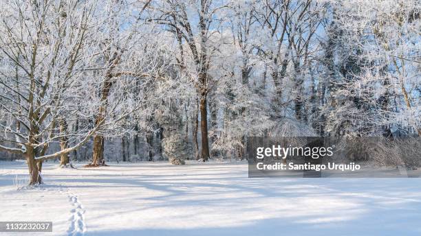 trees covered in frost in tervuren park - snowy forest stock pictures, royalty-free photos & images