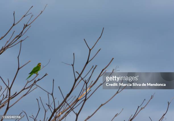 a solitary maracana parrot, on the branches of a tree. - céu claro stock pictures, royalty-free photos & images