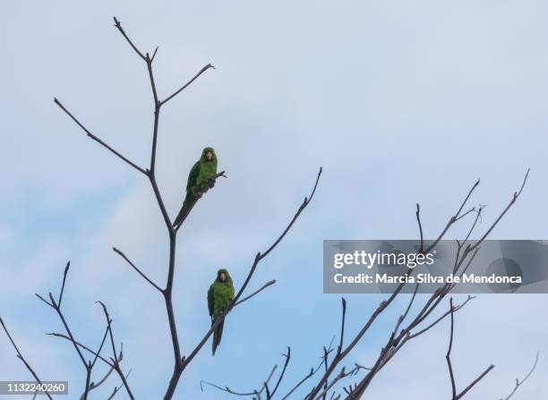 two maracana parrots land, very similarly, on the dry branches. - cor verde stock-fotos und bilder