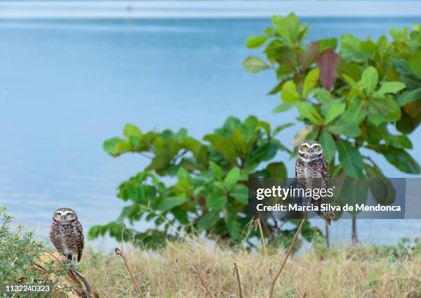 two owls on the edge of the lagoon of saquarema! - folhagem viçosa stock-fotos und bilder