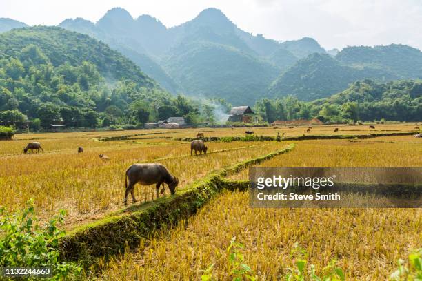 water buffalo grazing on rice paddy in mai chau, vietnam - mai chau stock-fotos und bilder