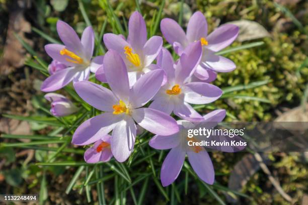 crocuses on a meadow during spring in february 2019. - gedeihend stock pictures, royalty-free photos & images