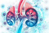Human kidney cross section on scientific background