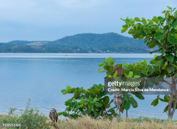 the scenery of the lagoon of saquarema and two small owls, on the branches of the local vegetation. - atividades ao ar livre fotografías e imágenes de stock