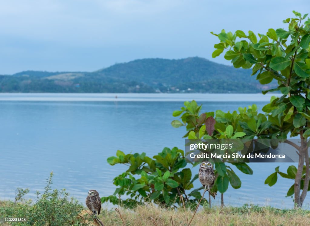 The scenery of the lagoon of Saquarema and two small owls, on the branches of the local vegetation.