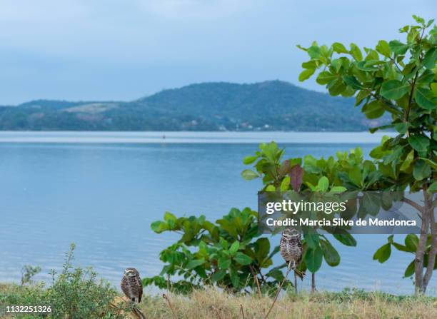 the scenery of the lagoon of saquarema and two small owls, on the branches of the local vegetation. - folhagem viçosa stock pictures, royalty-free photos & images