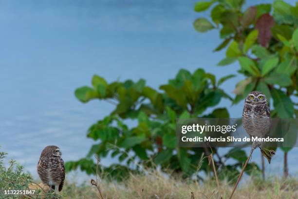 one owl looks ahead and the other, to its side, on the edge of the saquarema lagoon. - folhagem viçosa stock pictures, royalty-free photos & images