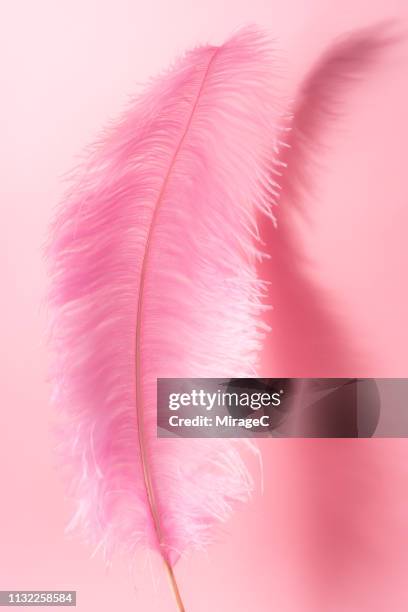 big pink feather - ostrich feather stockfoto's en -beelden