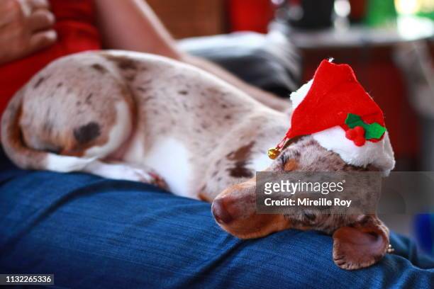 alice la teckel - dachshund christmas stock pictures, royalty-free photos & images