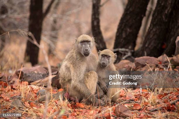 Kruger National Park. Two Vervet monkeys . South Africa.