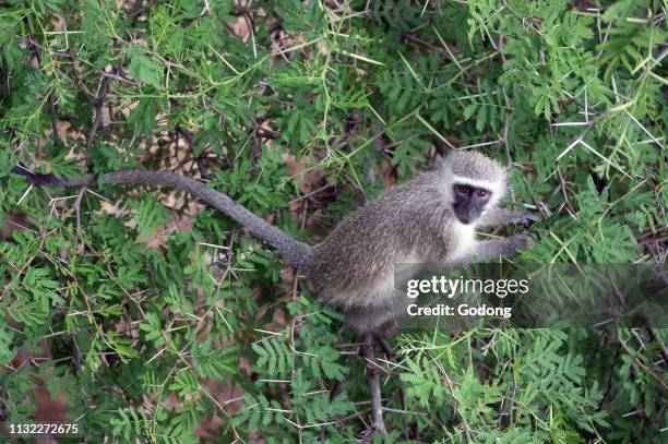 Kruger National Park. Vervet monkey . South Africa.