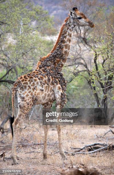 Kruger National Park. Sick giraffe ( in savanna. Portrait. South Africa.