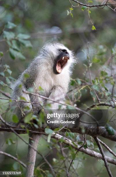 Kruger National Park. Vervet monkey crying . South Africa.