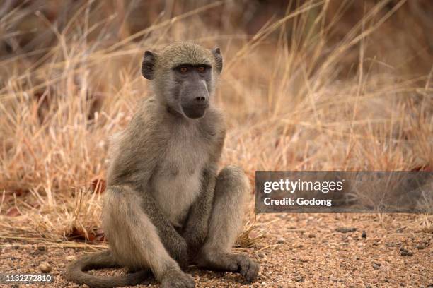 Kruger National Park. Vervet monkey . South Africa.