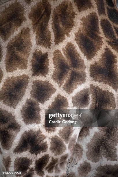 Kruger National Park. Giraffe ( in savanna. Close-up. South Africa.