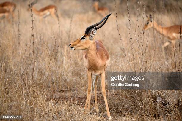 Impala. Kruger National Park. South Africa.