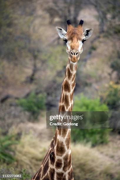 Kruger National Park. Giraffe ( in savanna. Portrait. South Africa.