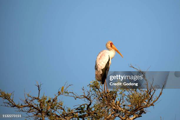 Yellow-billed Stork. Kruger National Park. South Africa.