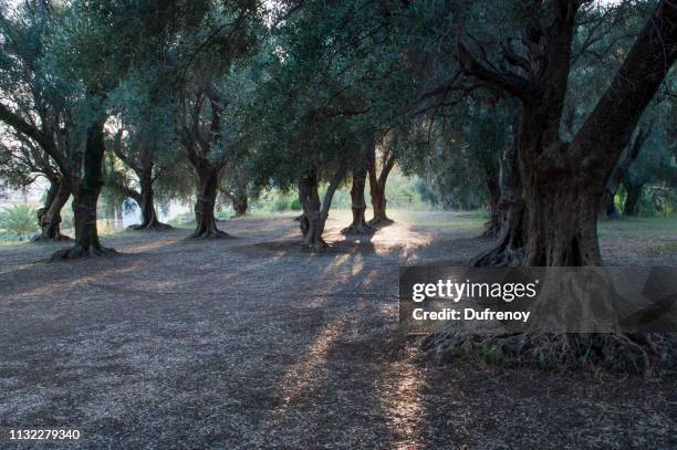 menton, jardins - jardin classique stock pictures, royalty-free photos & images