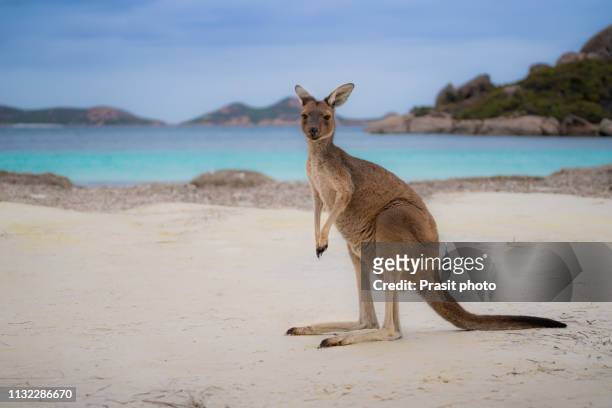kangaroo at lucky bay in the cape le grand national park near esperance, western australia, australia. - kangaroo on beach foto e immagini stock