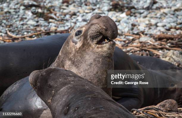 Elephant seals gather on the beach at the Piedras Blancas Elephant Seal Rookery to fight for dominance, give birth, and mate on February 21 south of...