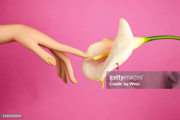 hand touching calla lily - 性交 ストックフォトと画像