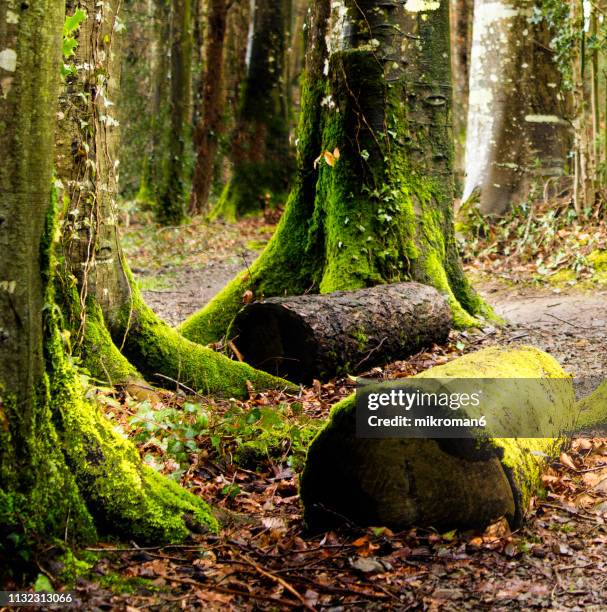 green forest, co.tipperary, ireland - county tipperary imagens e fotografias de stock