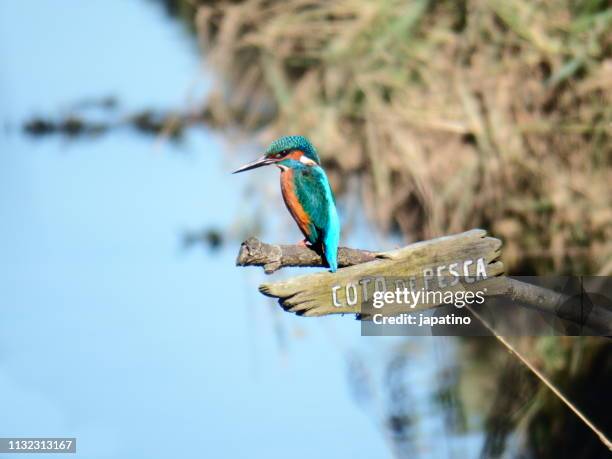 kingfisher . alcedo atthis - posición elevada stock pictures, royalty-free photos & images