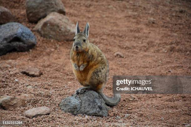 vizcacha in south lipez bolivia - regarder attentivement stock-fotos und bilder