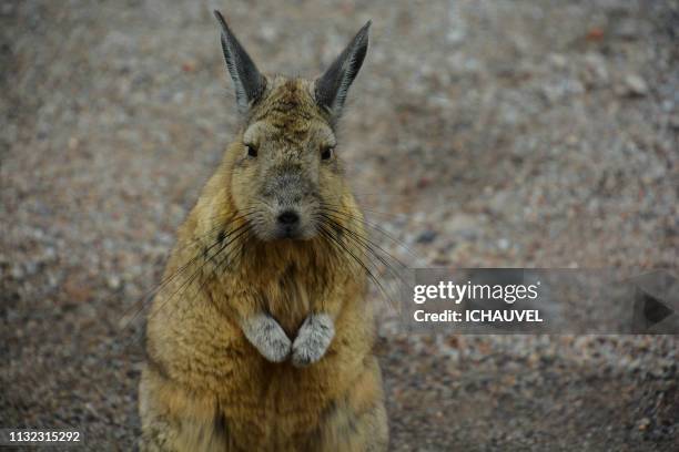 vizcacha in south lipez bolivia - regarder attentivement stock pictures, royalty-free photos & images