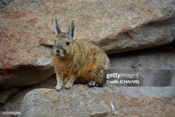 vizcacha in south lipez bolivia - regarder attentivement stock-fotos und bilder