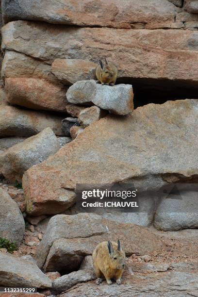 vizcachas in south lipez bolivia - regarder attentivement stock-fotos und bilder