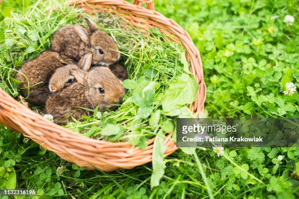 junge kaninchen in einem korb auf einem grünen gras - month stock-fotos und bilder