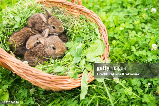 conejos jóvenes en una canasta en una hierba verde - march month fotografías e imágenes de stock