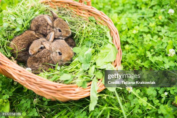 jonge konijnen in een mandje op een groen gras - maart stockfoto's en -beelden