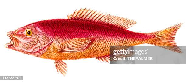 97 Red Snapper High Res Illustrations - Getty Images | Red snapper