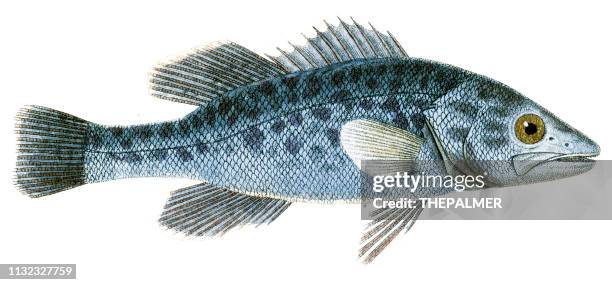 cod fish engraving 1829 - cod fishing stock illustrations
