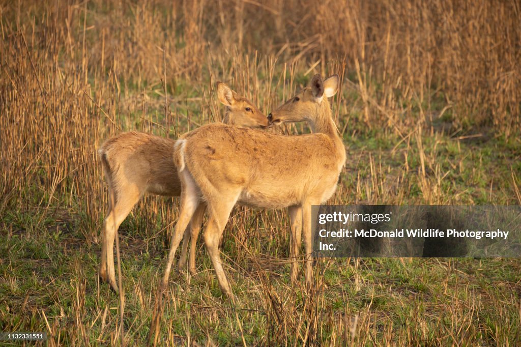 Barasinghs Images Barasingha High-Res Stock Photo - Getty Images