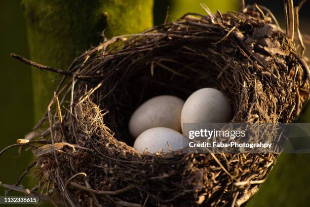 nest of birds with three eggs - zerbrechlichkeit stock pictures, royalty-free photos & images