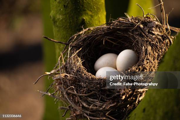 nest of birds with three eggs - animal nest stock pictures, royalty-free photos & images