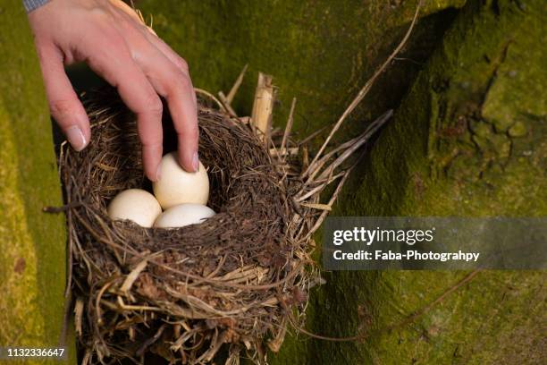 hand stealing eggs out of bird nest - menschliche hand 個照片及圖片檔