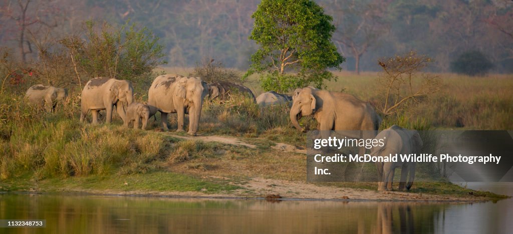 Indian elephant
