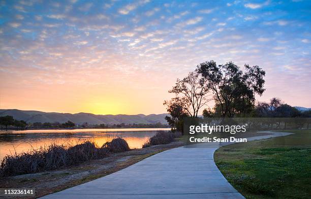one goose in morning - park at sunrise foto e immagini stock