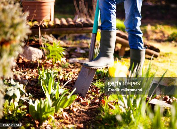 woman digging a hole in the garden with a spade - vegetable gardening stock pictures, royalty-free photos & images