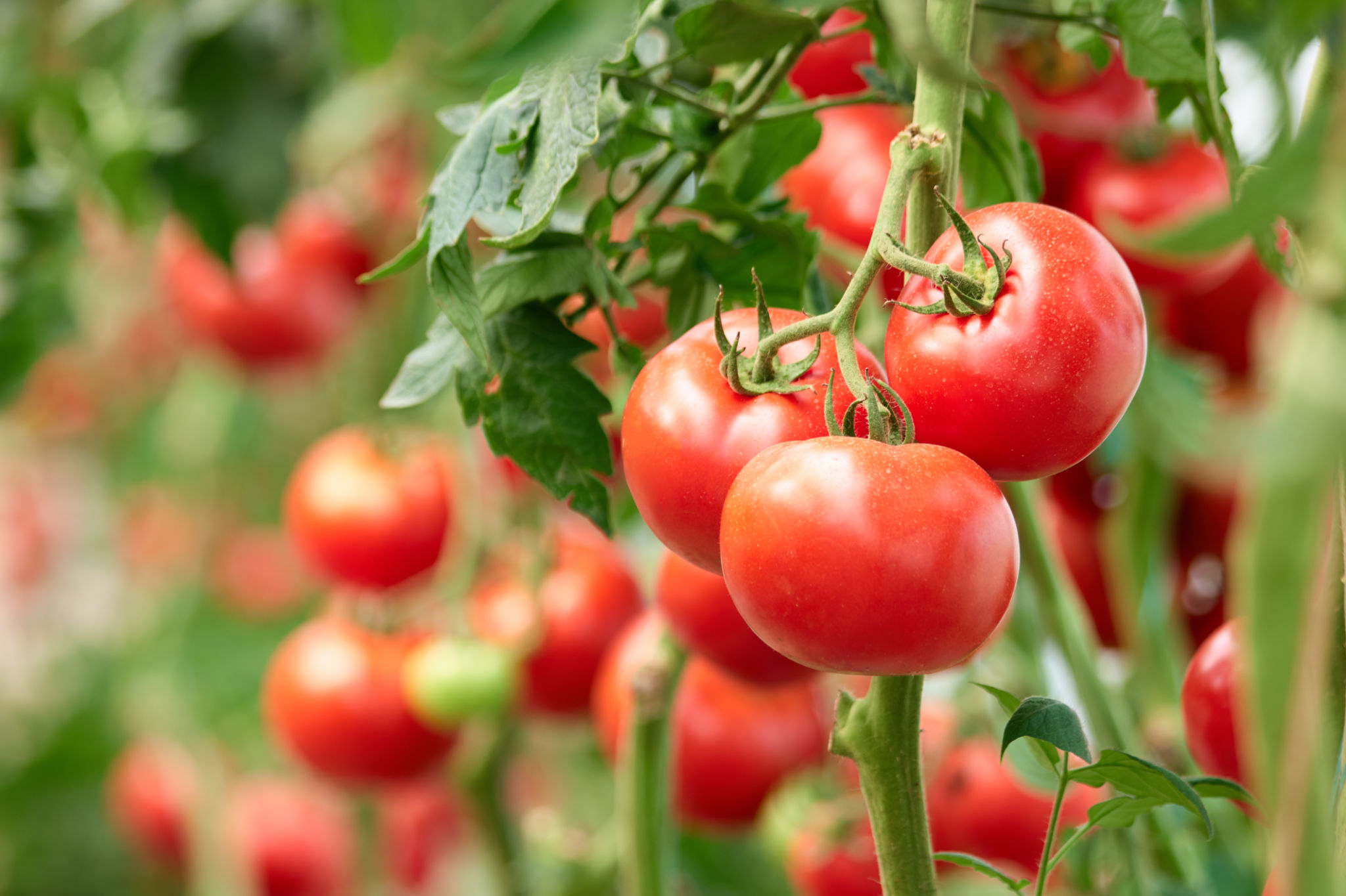 tomato farm