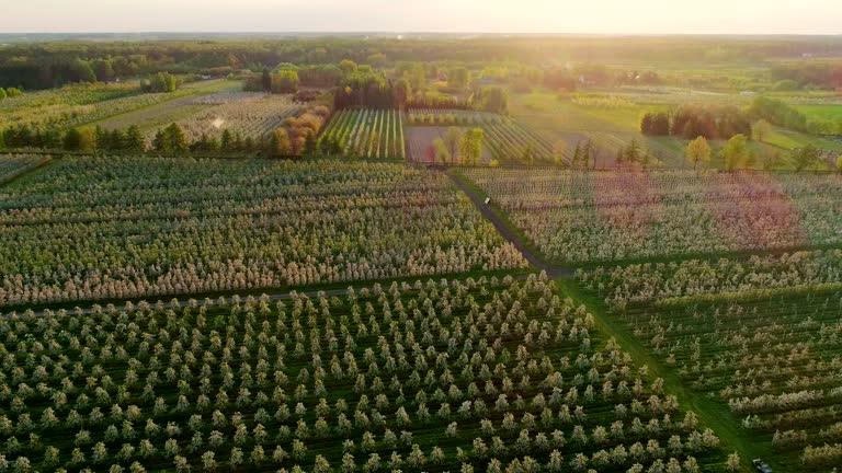 Orchard Rows Apple Orchard Rows