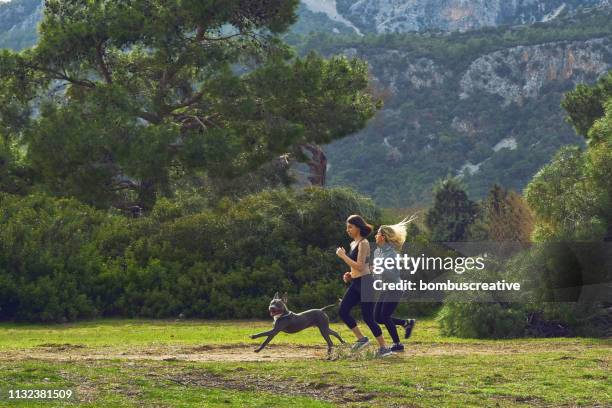 young women's jogging with dod - strong pitbull stock pictures, royalty-free photos & images