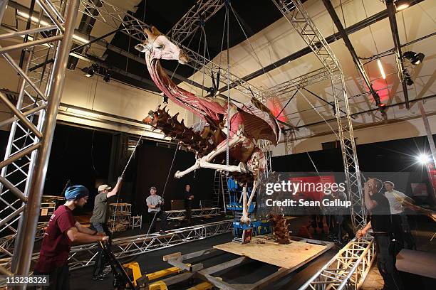 Workers pull on chains leading through a pulley system and supported by a truss in order to position a plastinated giraffe posed to look as if it is...