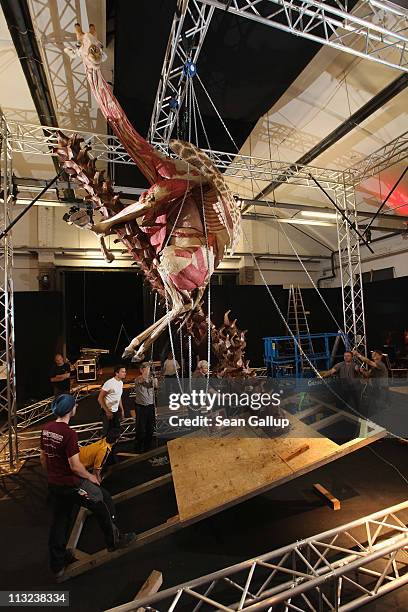 Workers pull on chains leading through a pulley system and supported by a truss in order to position a plastinated giraffe posed to look as if it is...